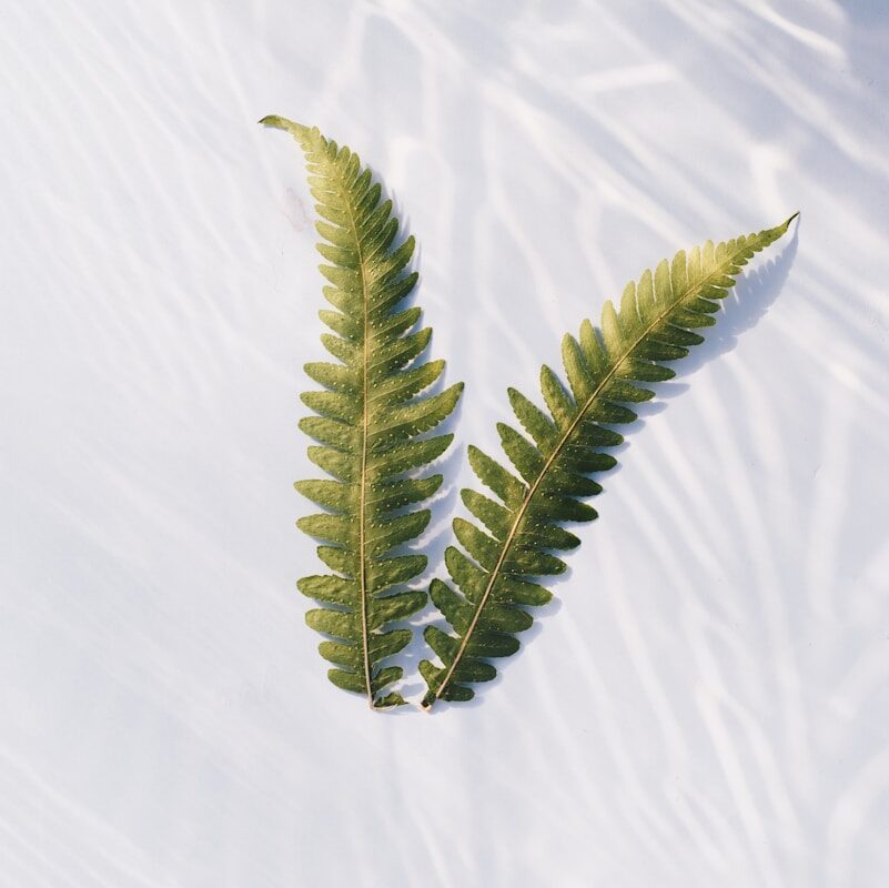 Two ferns lie on a textured, white surface.
