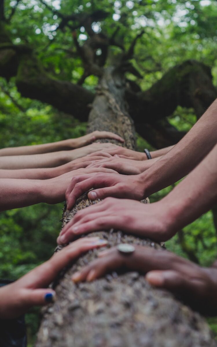 a group of people holding hands on top of a tree